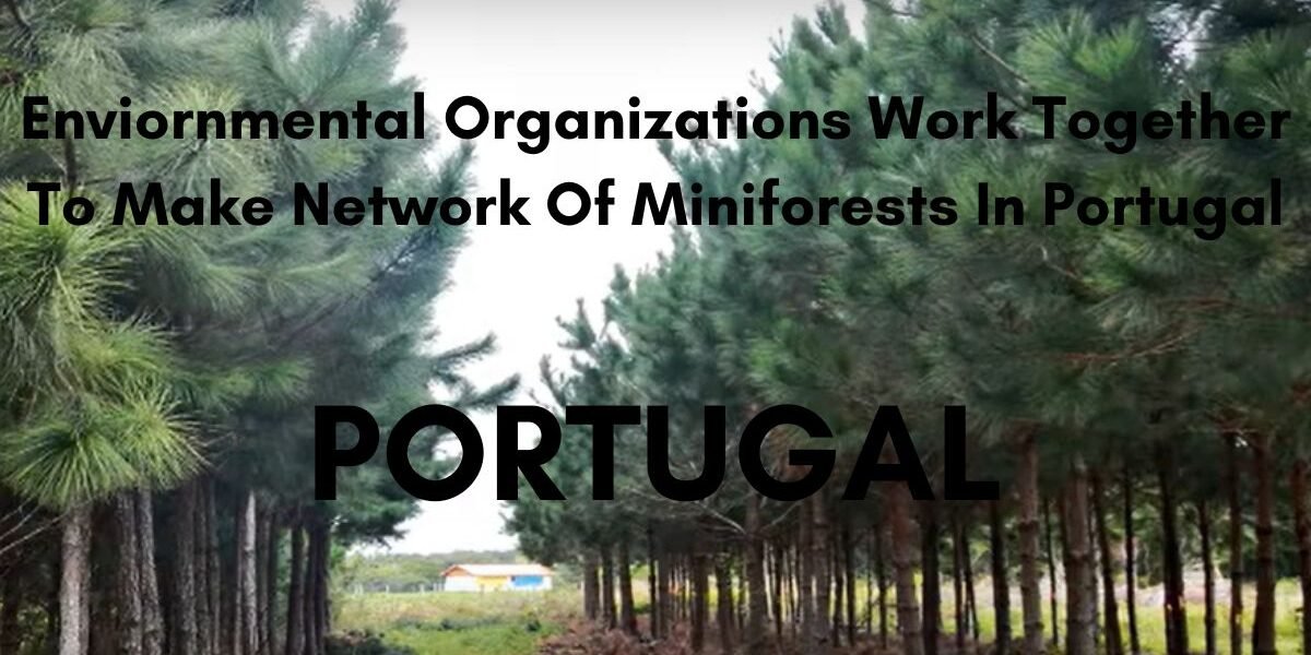 Miniforest Network