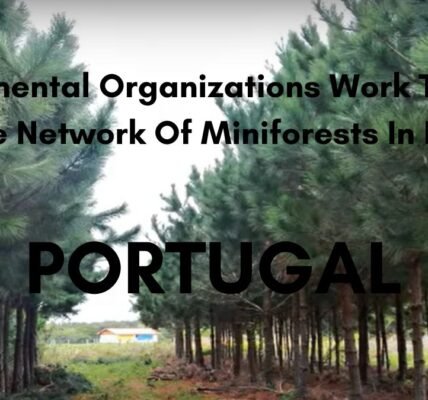 Miniforest Network