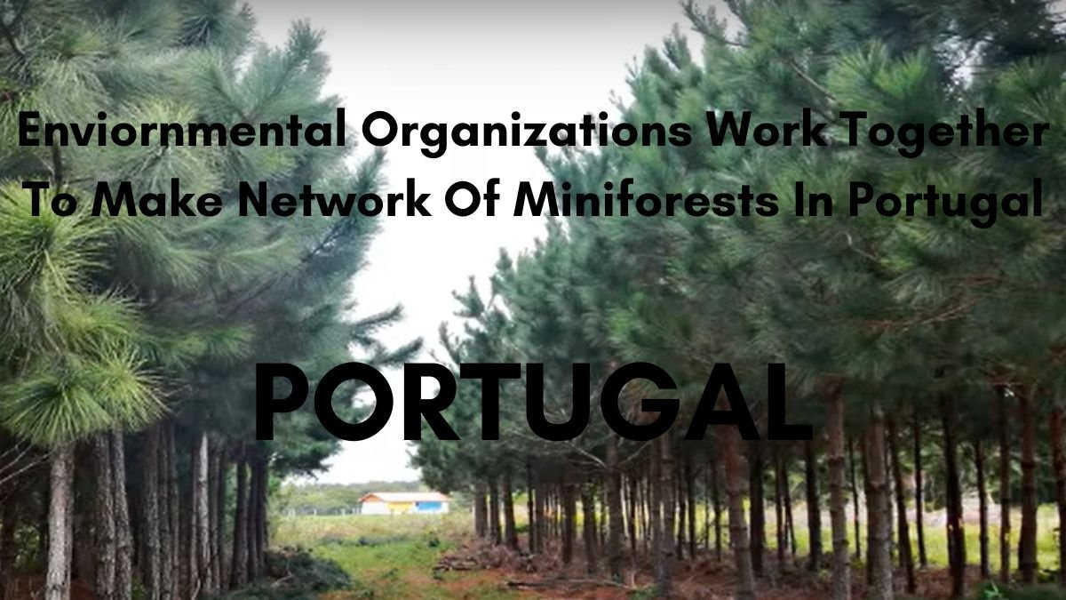 Miniforest Network